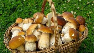 Какие грибы растут под сосной и елью?