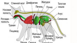 Органы и системы органов животных Взаимосвязь органов и систем органов животных